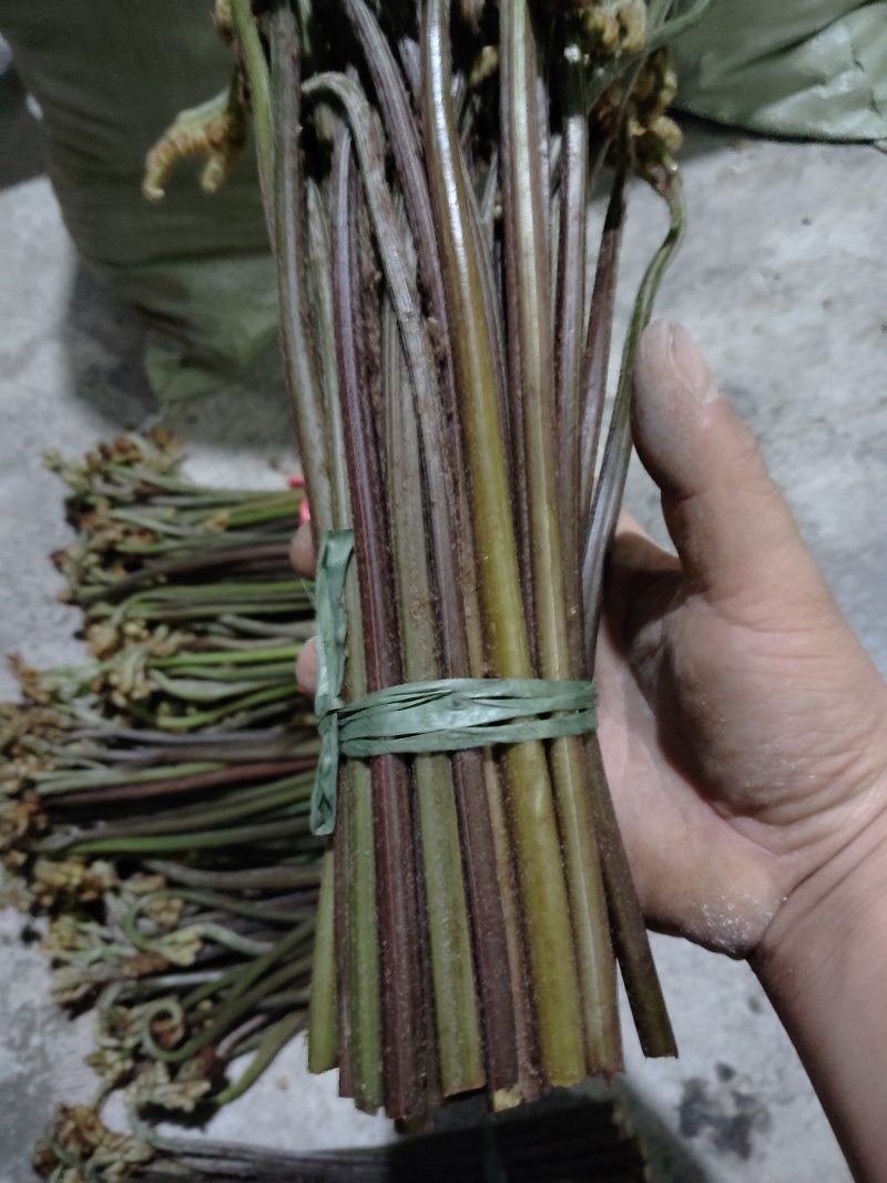 贵州蕨菜可以保持每天出货