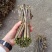 贵州蕨菜可以保持每天出货