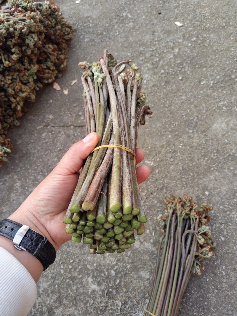贵州蕨菜可以保持每天出货