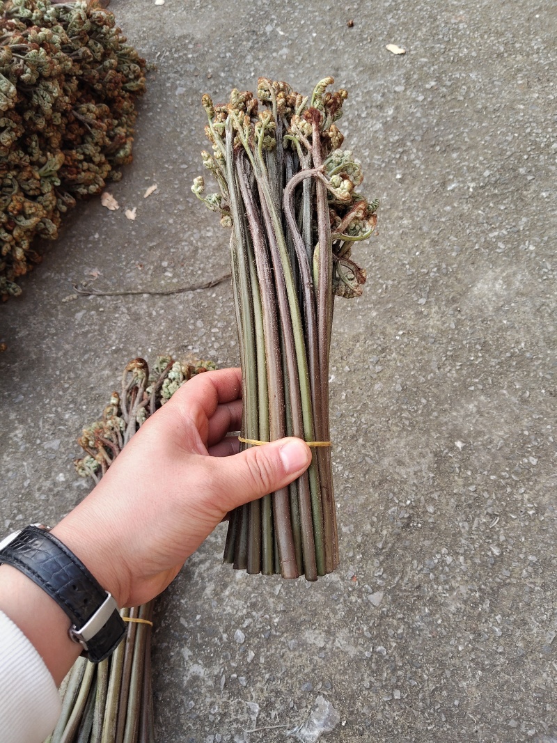 贵州蕨菜可以保持每天出货
