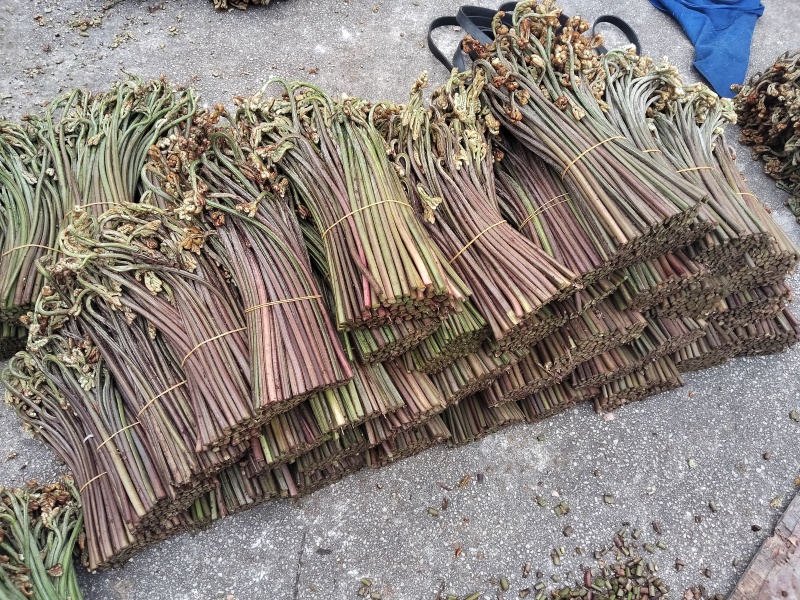 贵州蕨菜可以保持每天出货