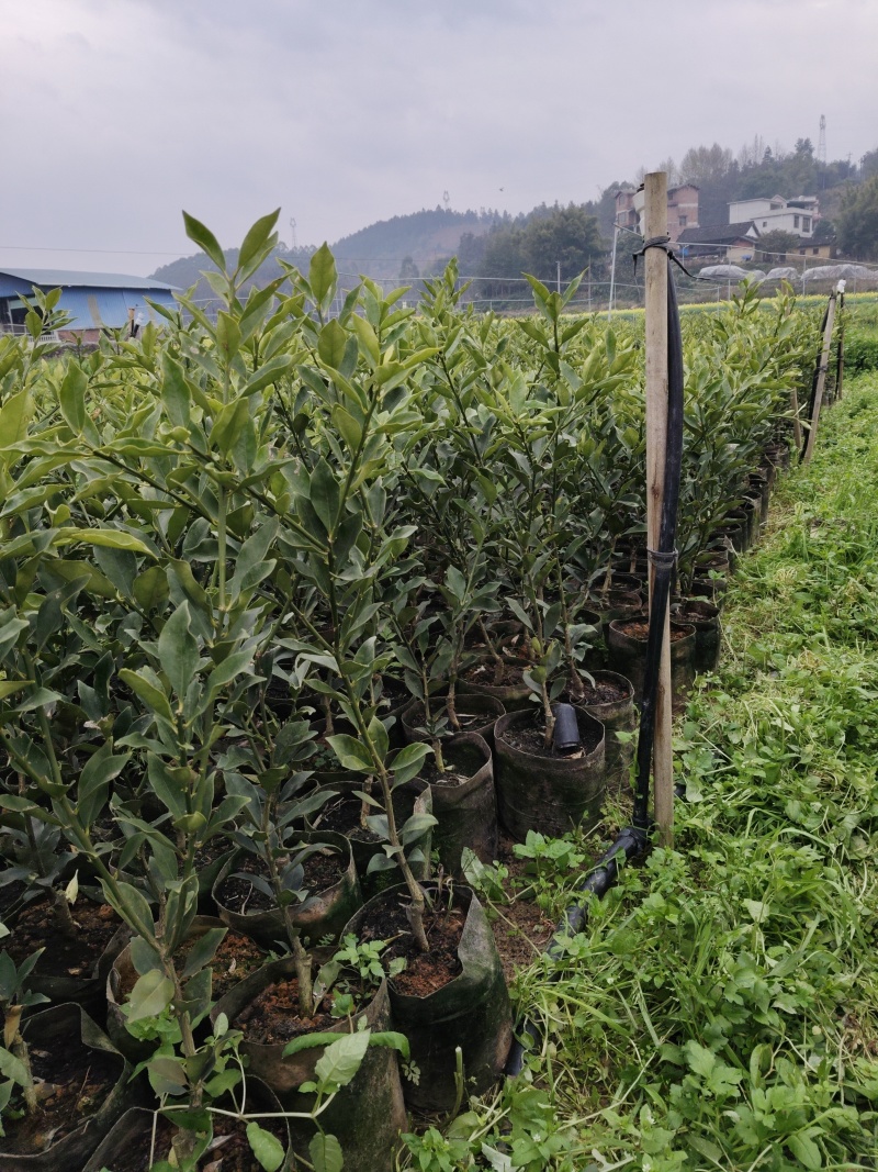 脆蜜金桔+滑皮金桔苗产地直发量大从优可视频看货对接全国