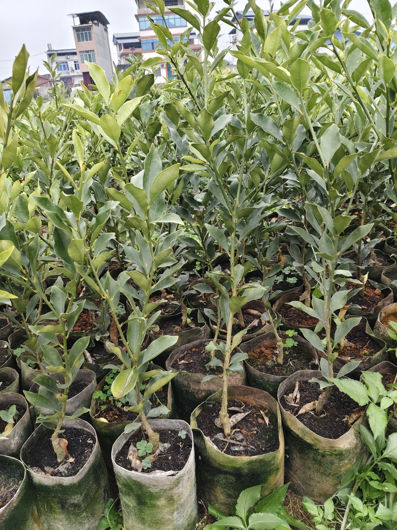 脆蜜金桔+滑皮金桔苗产地直发量大从优可视频看货对接全国