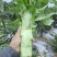 莴苣