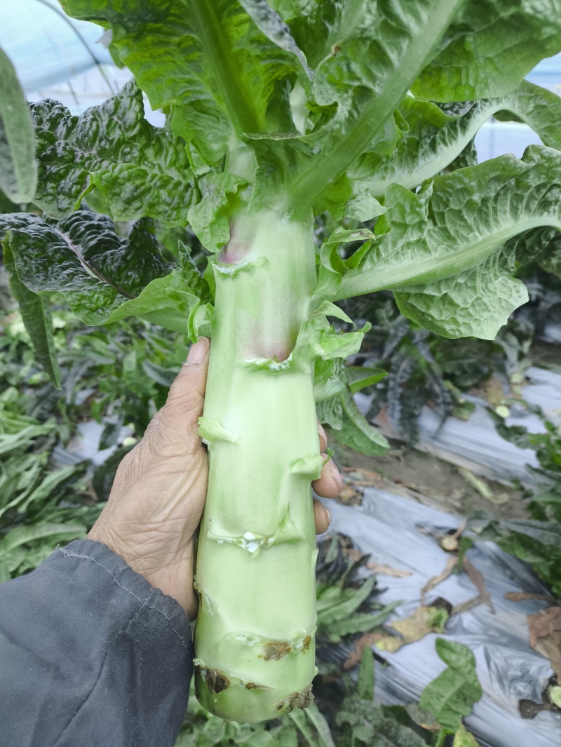 莴苣