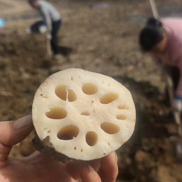 中牟县黄河滩头年莲菜