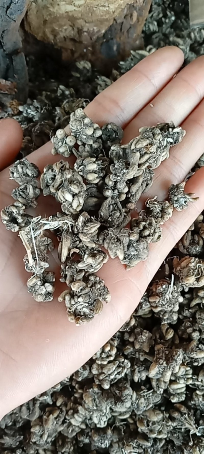 猫爪草