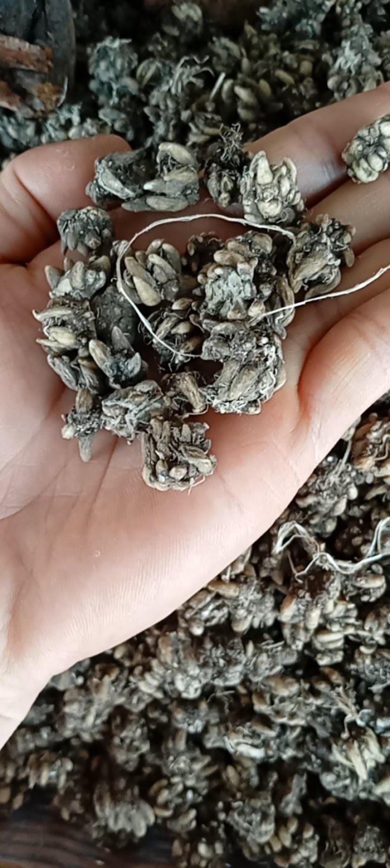 猫爪草