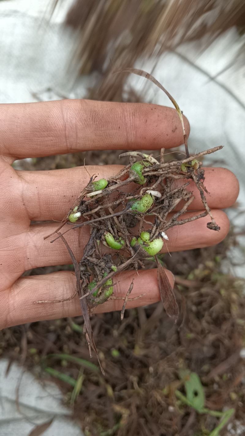 纯紫花中宽叶白芨直播苗
