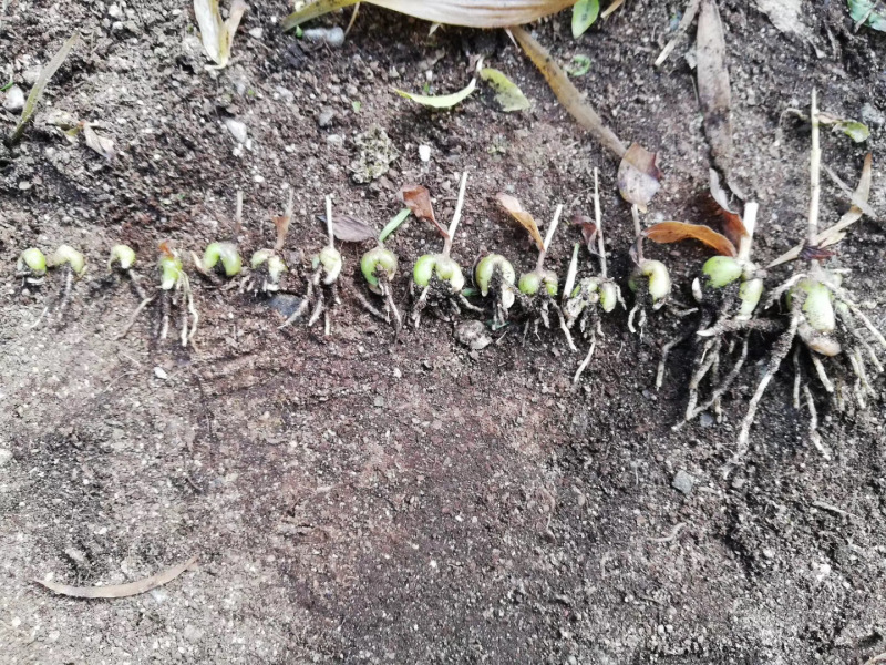 纯紫花中宽叶白芨直播苗