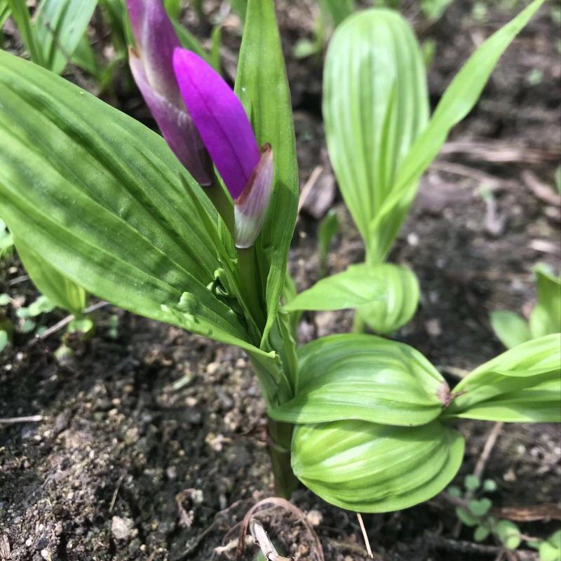 纯紫花白芨训化苗，苗龄两年以上，块茎2到8公分，全国包邮