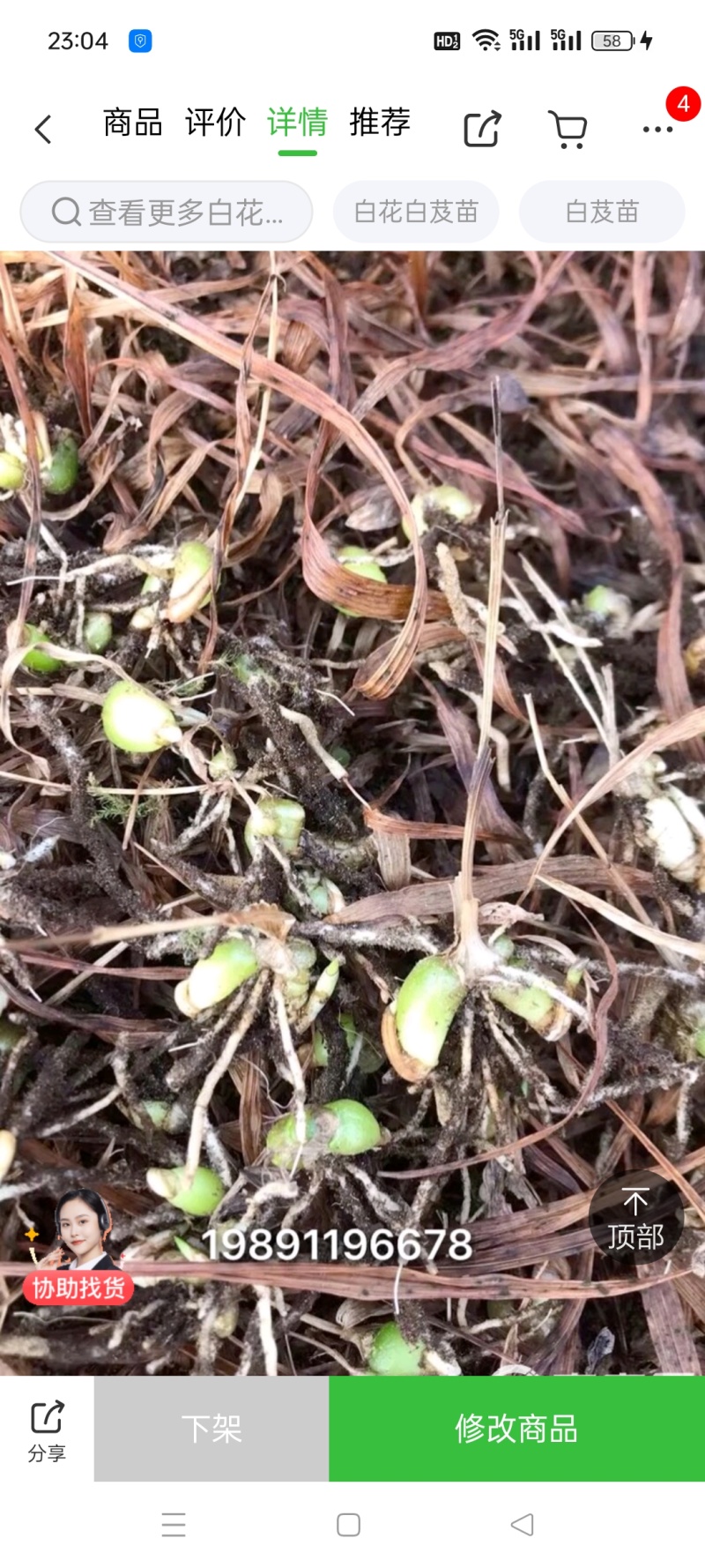 纯紫花中宽叶白芨直播苗