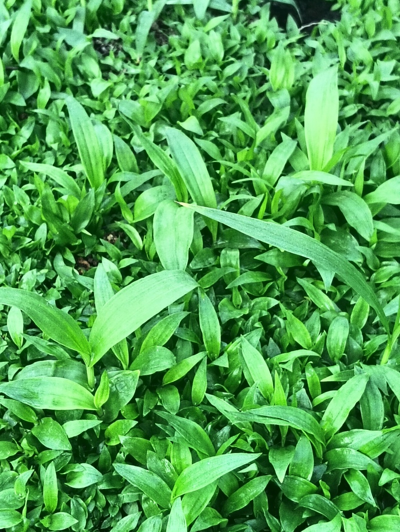 纯紫花中宽叶白芨直播苗