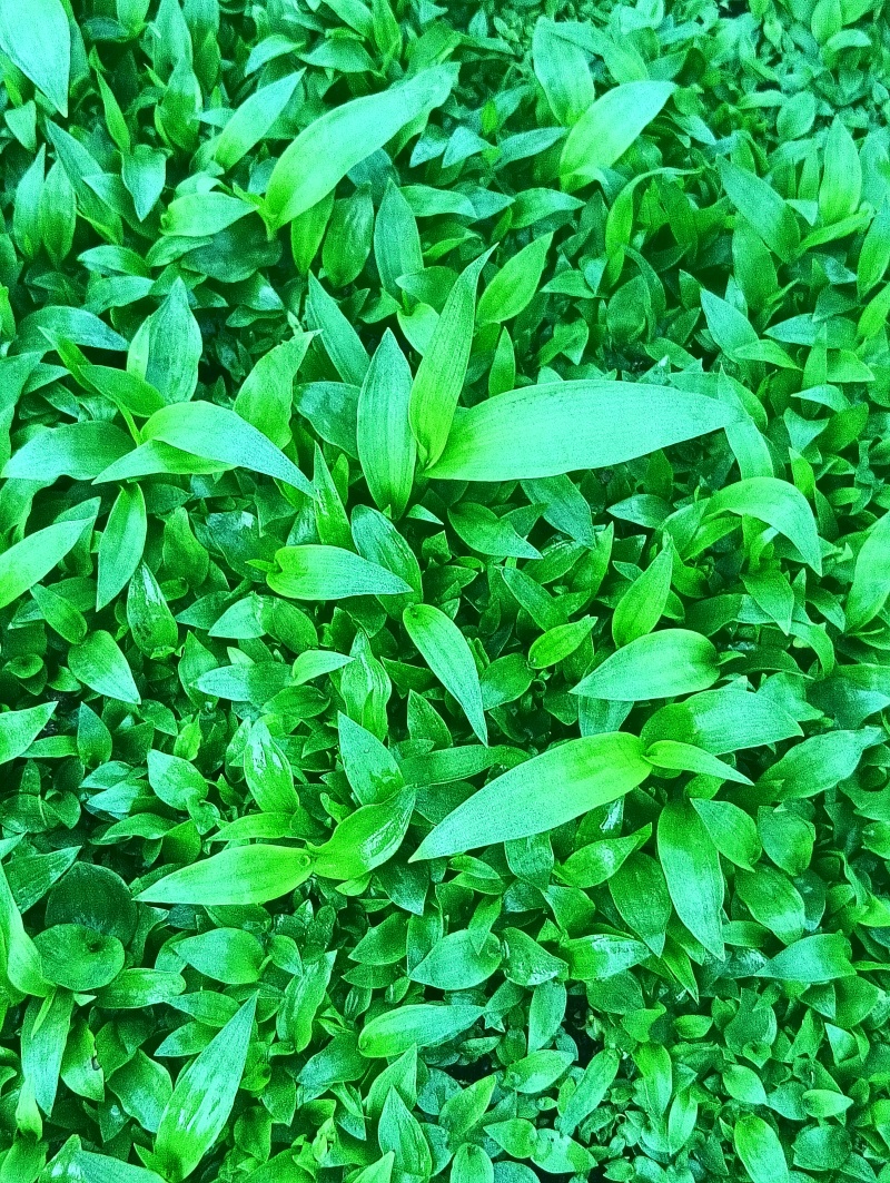 纯紫花中宽叶白芨直播苗