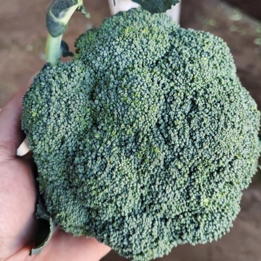 大量有货可出