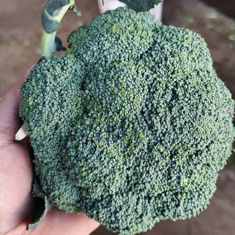 大量有货可出