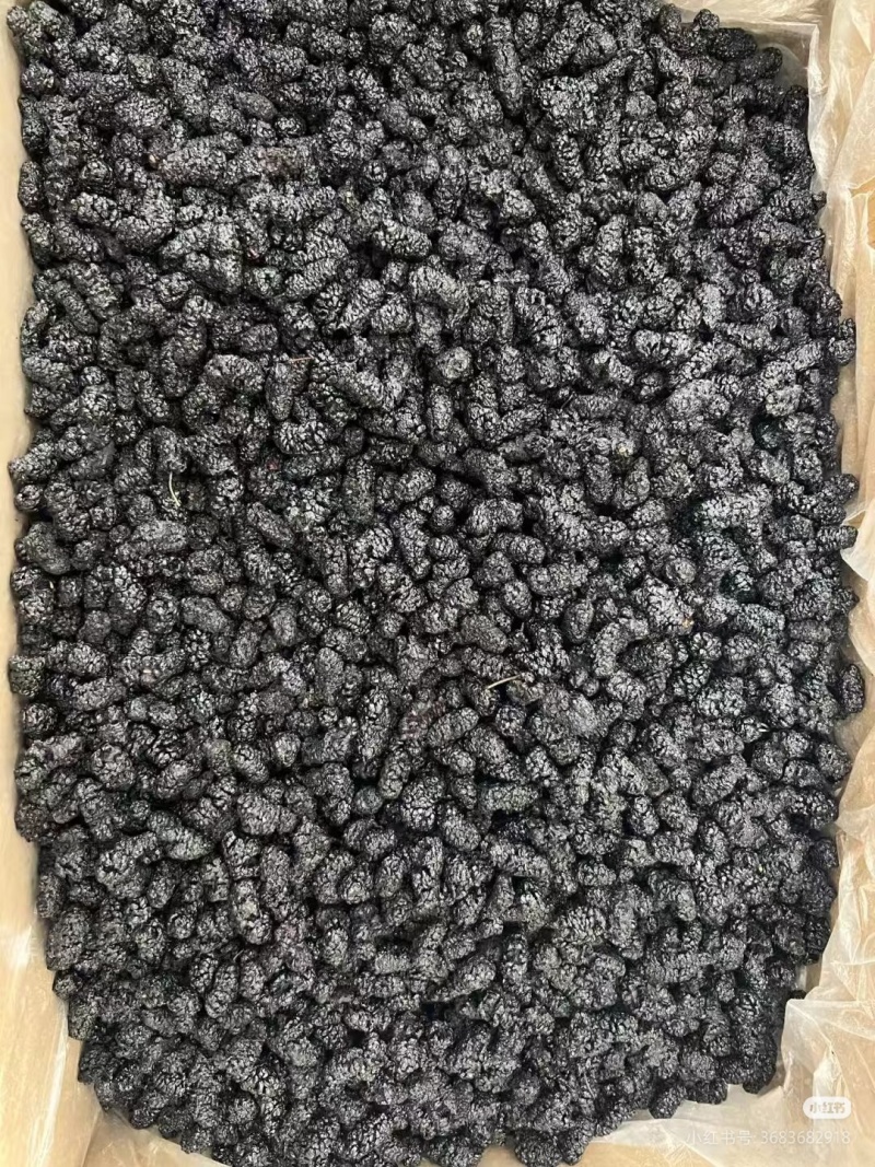 鲜桑葚支持视频看货，可发往全国市场！诚信经营，客户至上