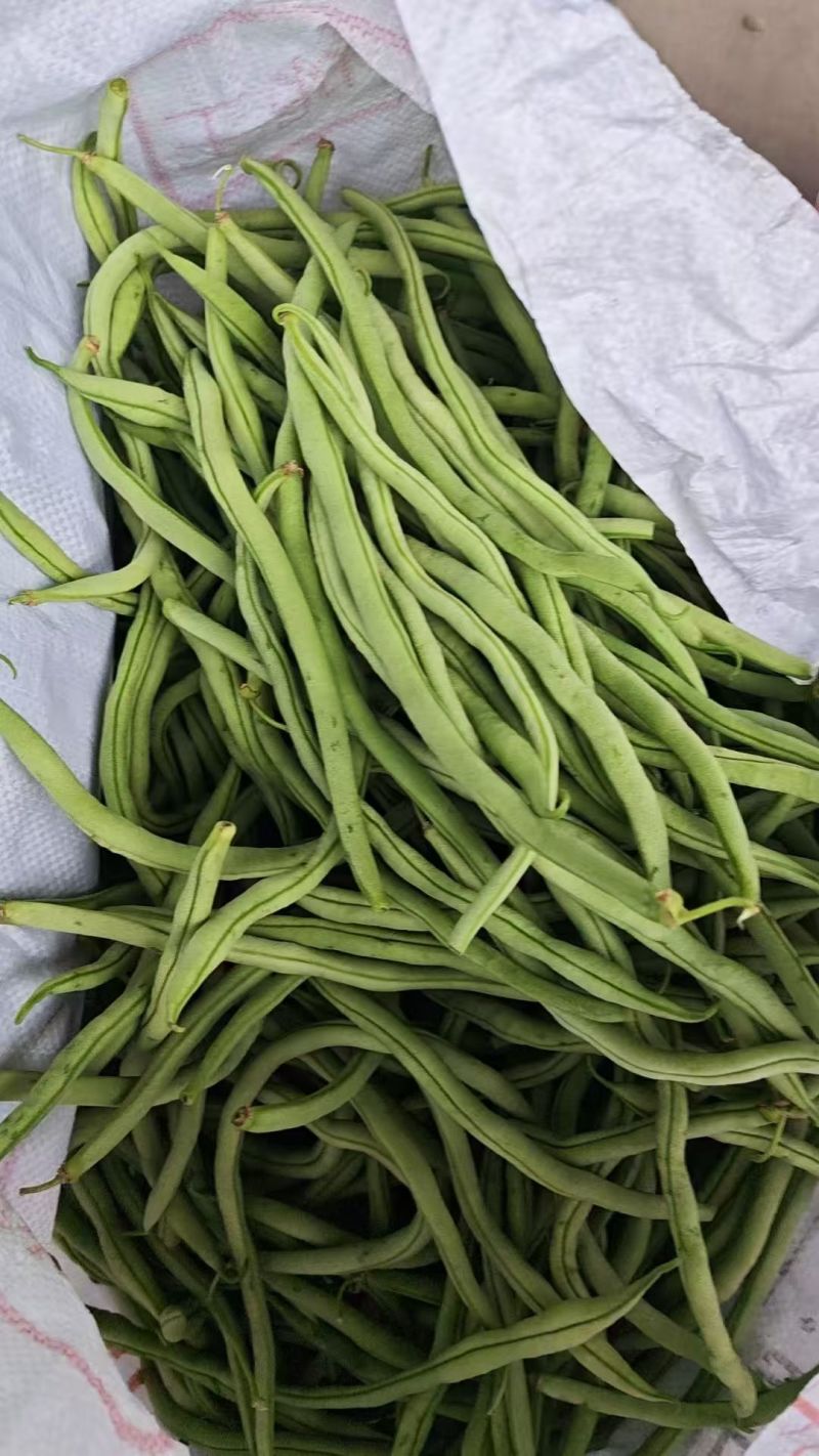 四季豆
