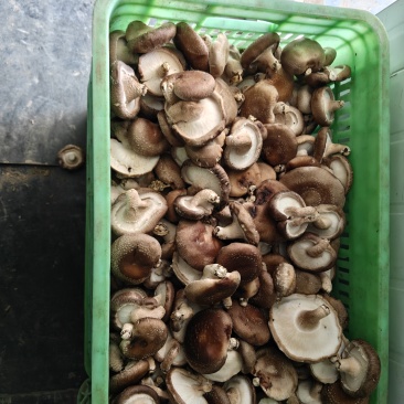 鲜香菇