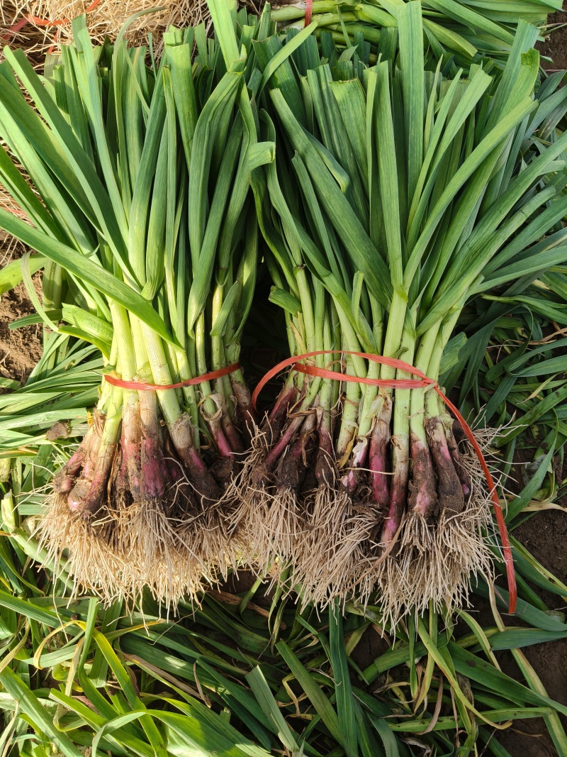 河南.精品红根蒜苗