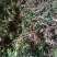 回心草中药材旗舰店正品克云南新鲜干货批发茴心草茴薪草泡水