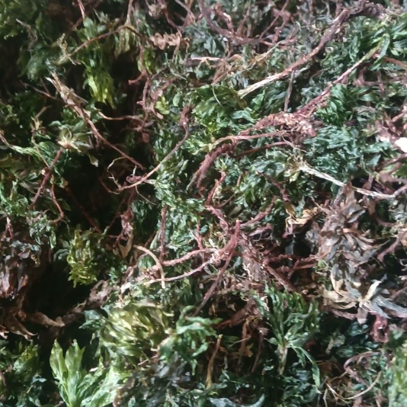 回心草中药材旗舰店正品克云南新鲜干货批发茴心草茴薪草泡水