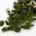 回心草中药材旗舰店正品克云南新鲜干货批发茴心草茴薪草泡水