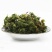 回心草中药材旗舰店正品克云南新鲜干货批发茴心草茴薪草泡水