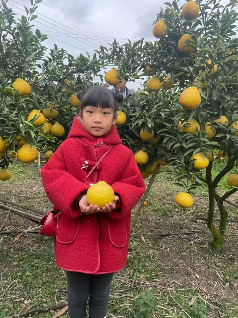 黄金贡柚还有2万斤鲜果