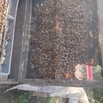自家蜂蜜