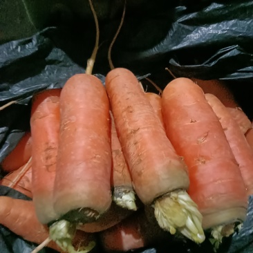 胡萝卜