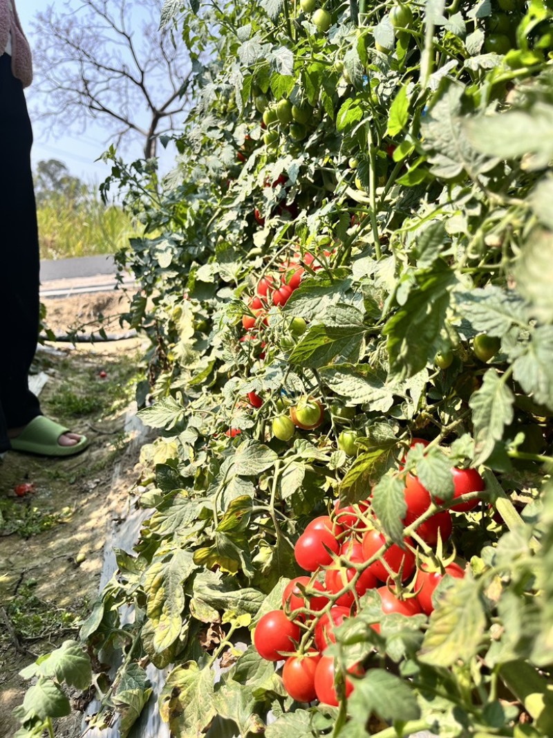 托鲁巴姆砧木嫁接圣女果甜度高支持试味