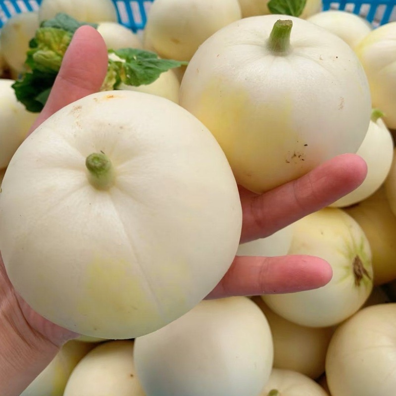 安阳甜瓜白莎蜜甜瓜皮薄肉厚量大保质保量发