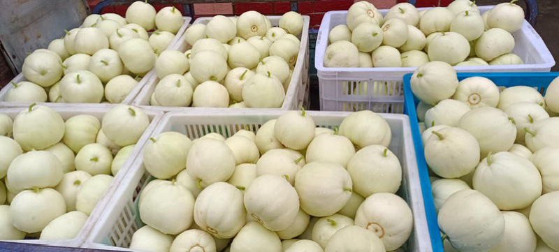 安阳甜瓜白莎蜜甜瓜皮薄肉厚量大保质保量发