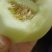 安阳甜瓜白莎蜜甜瓜皮薄肉厚量大保质保量发