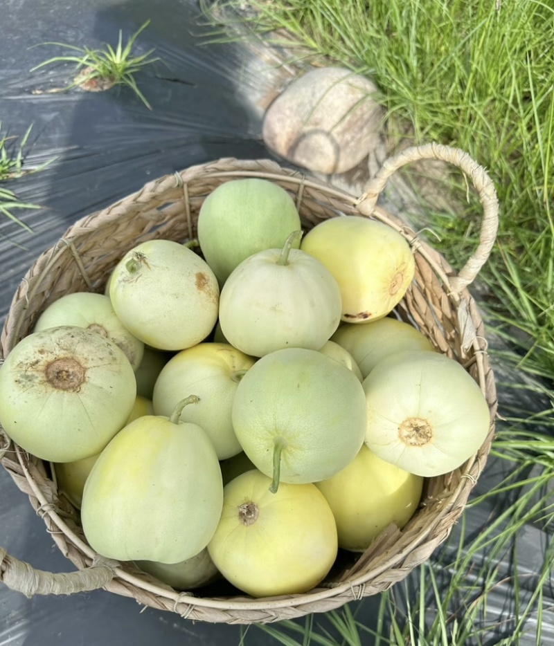 安阳甜瓜白莎蜜甜瓜皮薄肉厚量大保质保量发