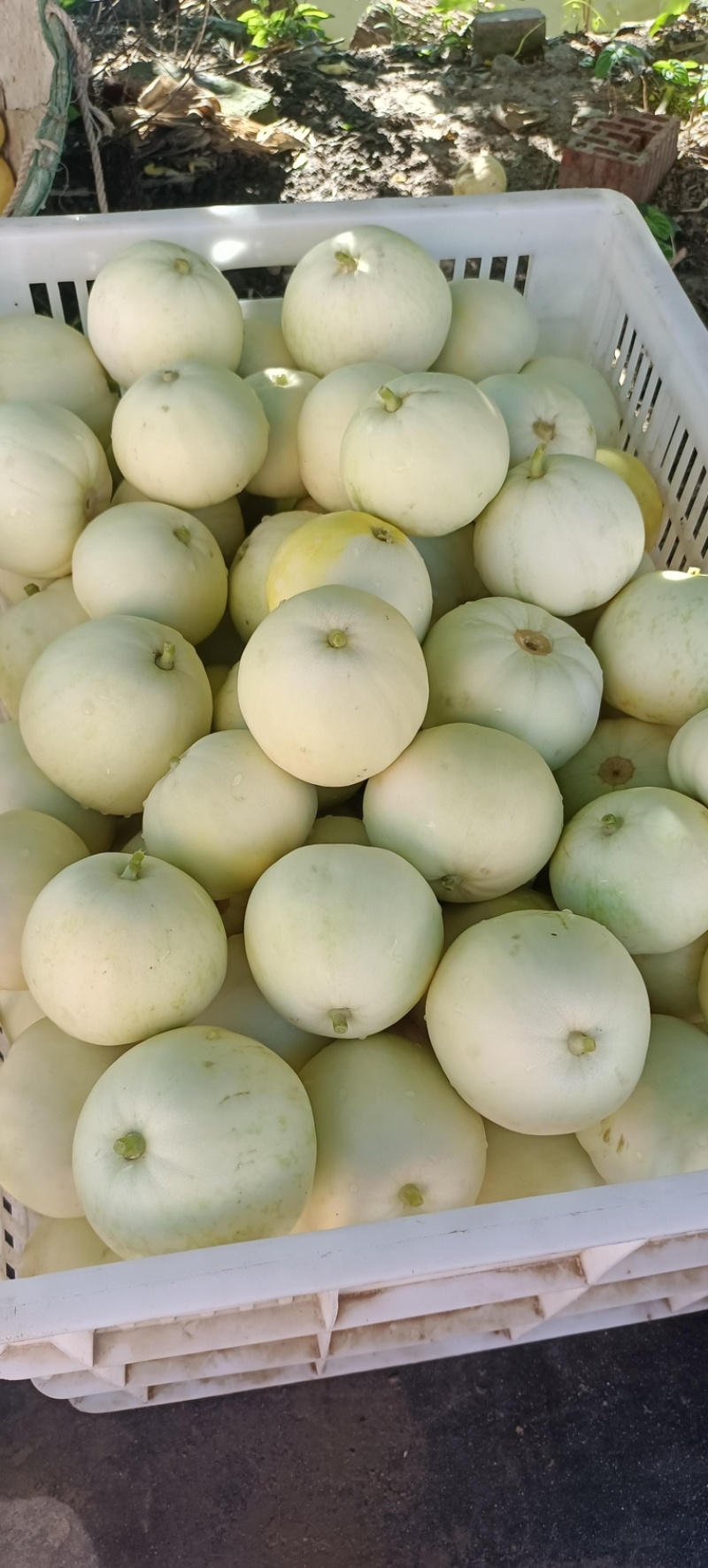 安阳甜瓜白莎蜜甜瓜皮薄肉厚量大保质保量发