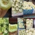 安阳甜瓜白莎蜜甜瓜皮薄肉厚量大保质保量发