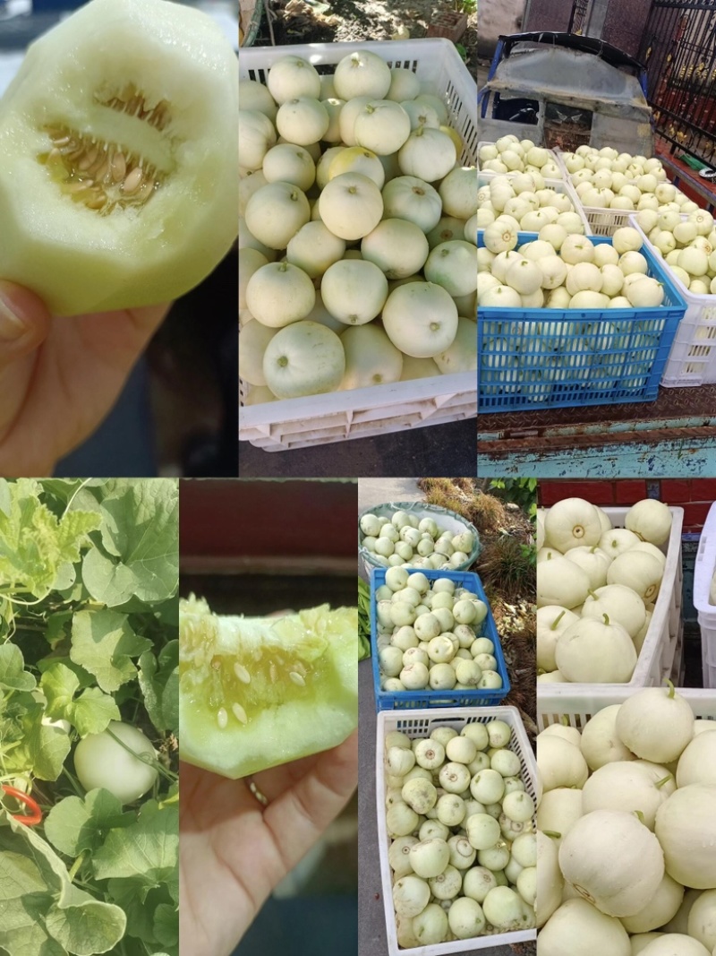 安阳甜瓜白莎蜜甜瓜皮薄肉厚量大保质保量发