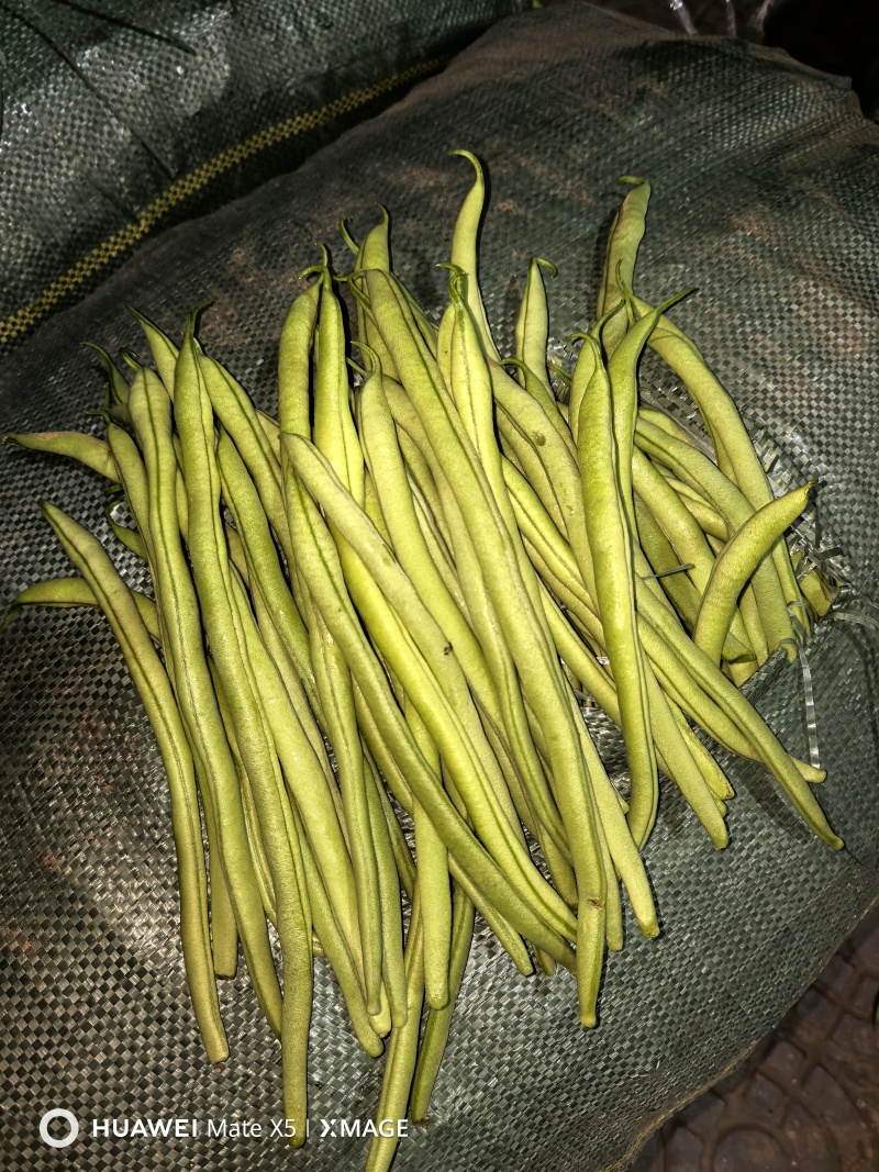 无筋豆，扁豆，四季豆