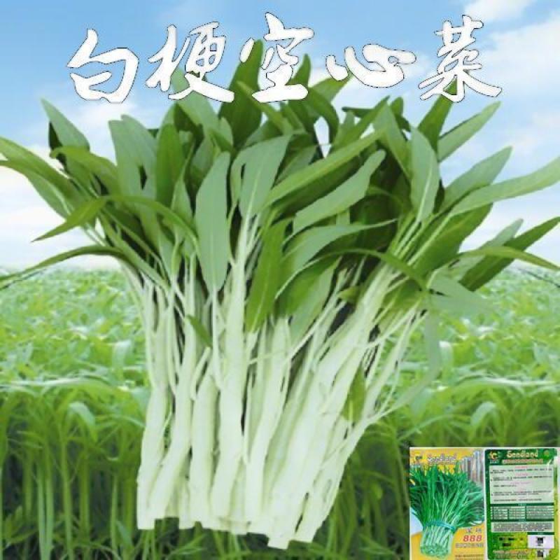 正宗白梗空心菜秧苗。