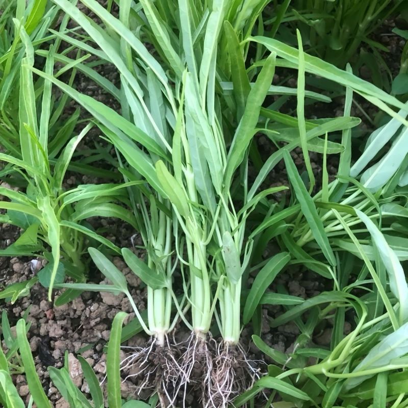 正宗白梗空心菜秧苗。
