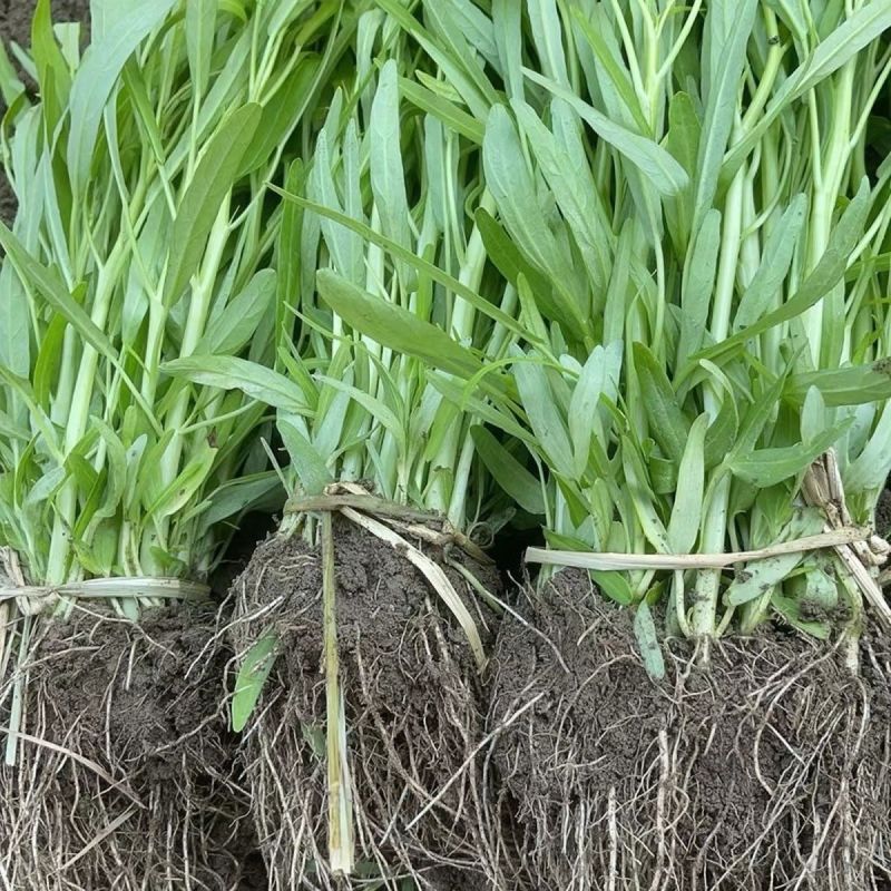 正宗白梗空心菜秧苗。