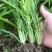 正宗白梗空心菜秧苗。
