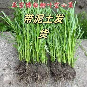 正宗白梗空心菜秧苗。