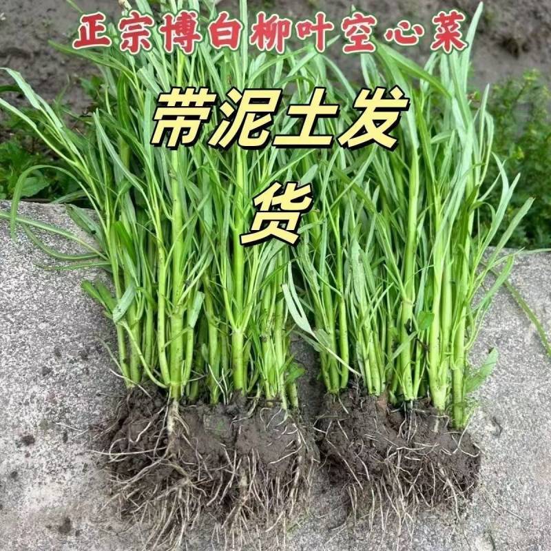 正宗白梗空心菜秧苗。