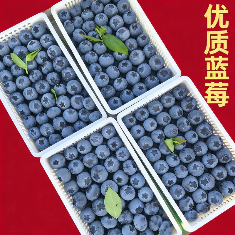 莒县优质蓝莓