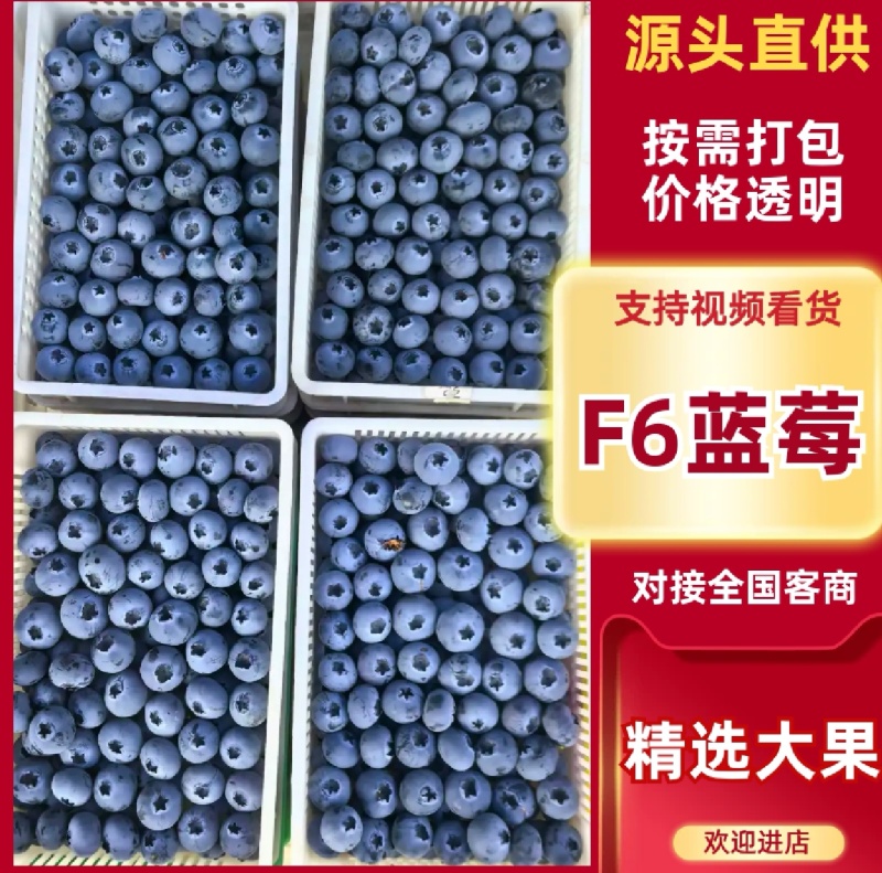 莒县优质蓝莓