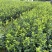 嫁接油茶杯苗