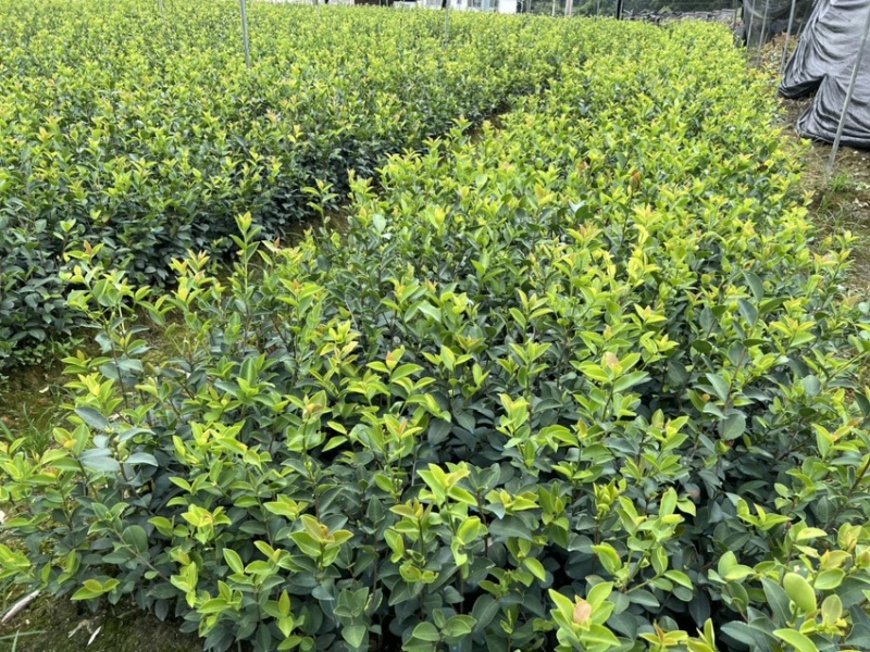 嫁接油茶杯苗